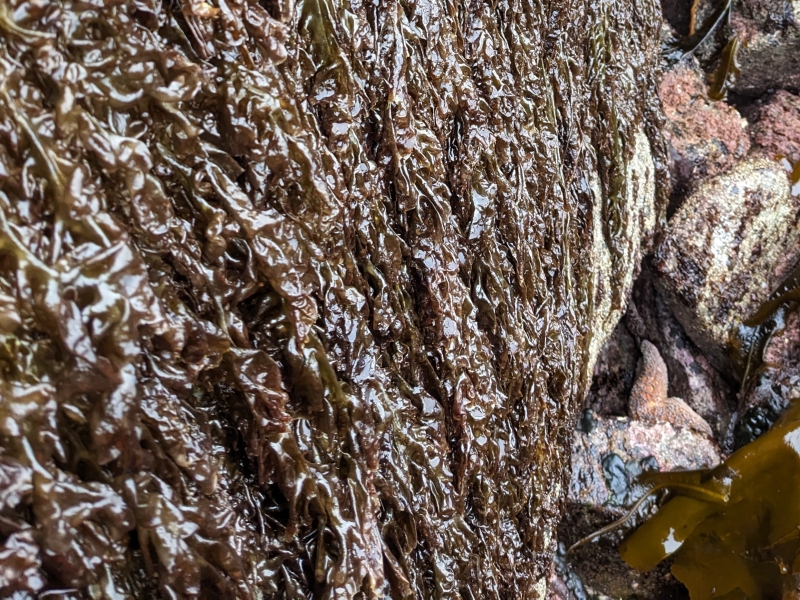 Black Seaweed Ethnography Detail Image